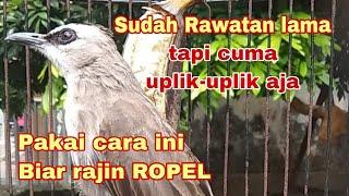 Trucukan sudah di rawat lama tapi cuma uplik-uplik aja dan jarang Ropel.