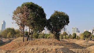 BANGKOK New Central Forest Park - Amazing Project under construction