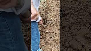 The process of manually digging trenches