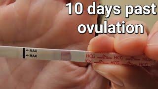 10 dpo live pregnancy test