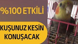 KUŞUNUZU %100 KONUŞTURACAK SULTAN PAPAĞANI Babacık-Cicikuş