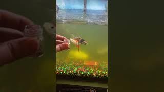 #aquariumfish #goldfish #shortsvideo