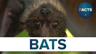 Top 10 Facts - Bats // topfact.net