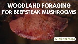 Woodland Foraging for Beefsteak Mushrooms