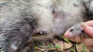 ALWAYS Check Possum Pouches