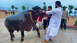 Khairatabad Madhu Yadav Bulls 2022 Sadar festival Getting ready for Sadar 2022