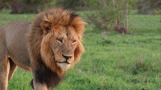 Male Lion on Epic Roaring Patrol (Mandevu)