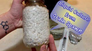 How to Make Mushroom Liquid Culture From Grain Spawn