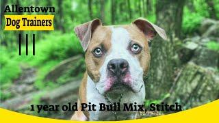 Allentown Dog Trainers ||| OLK9 Lehigh Valley ||| Stitch, 1 year old Pit Bull Mix