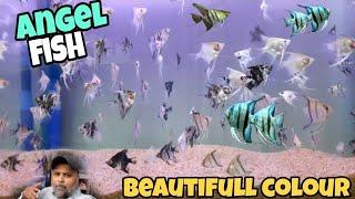 angel fish beautifull colour |dani danish vlog|