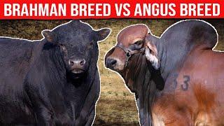 ⭕ BRAHMAN VS ANGUS Breed Which Is Better For Meat And Milk Production Biggest Bulls And Cow