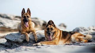 Day in the life of a German Shepherd - Lucy and Rex