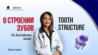 Строение Зубов на Английском языке | Teeth structure in English | Medical English