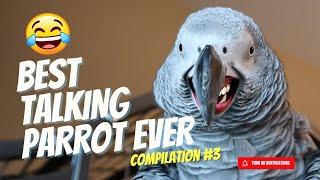 Best Talking Parrot Compilation #3 | Gizmo the Grey Bird