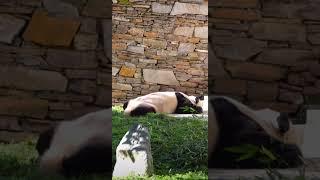 趴趴熊宝宝趴着晒太阳  #panda #熊猫 #shorts 【欢迎订阅MIGU Panda官方频道】