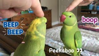 Ricco the Talking Parrot Recap Moments of 2022  #pets #cute #birds #parrots