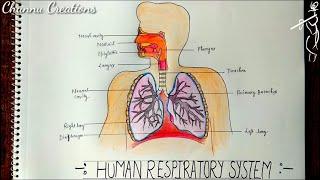 How to Draw Diagram of Human Respiratory System step by step..|| Human Respiratory System Diagram..
