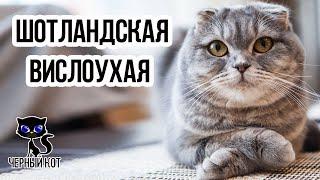  Шотландская вислоухая кошка -  самая популярная порода кошек в России
