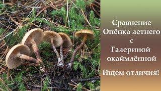 Сравнение Опёнка летнего и Галерины окаймлённой. Ищем отличия!