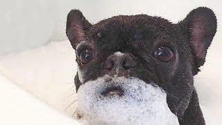 Funny French Bulldog Compilation