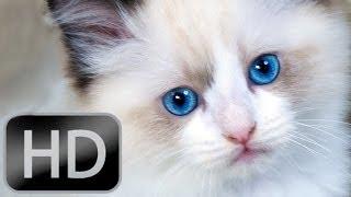 Cutest Kitties Go Right To Your Heart (Cat Video) HD 1080P
