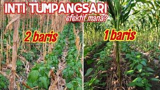 INTI DARI TUMPANGSARI JAGUNG DAN CABE!! INI KUNCINYA