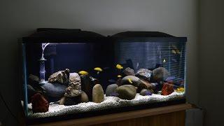 African Cichlids | Mbuna Stripping | Demasoni & Yellow Labs | Water Change | Breeding Colony