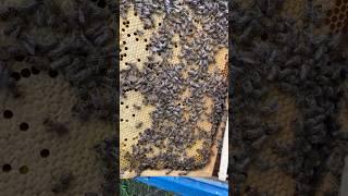 22.04.25 Покупка Краснодарский край #мёд #bee