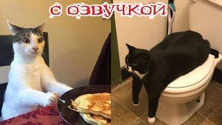 Funny Animal Videos 2024 - Funniest Dogs and Cats Videos #276