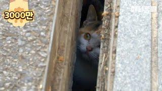 5cm로 보는 세상 ㅣ Kitten Meets The World Only Through The 5cm-Wide Gap