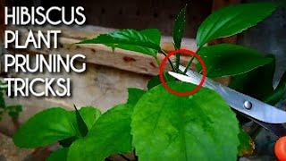 How to Prune a Hibiscus Plant For More Growth & Blooming? - Hibiscus Plant Pruning GUIDE...