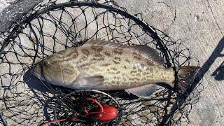 skyway fishing pier, homeboy tried to poach my grouper