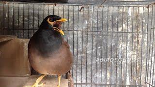 The common myna (Female) | Indian myna calling #BirdSounds