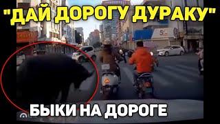 Автоподборка "Дай Дорогу Дураку"Быки На Дороге#311