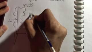 Pyramidal and Extrapyramidal Tracts | Neurology | Quick overview | USMLE STEP 1