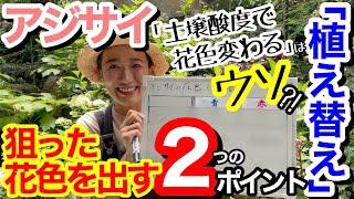 【アジサイ解説】青色・赤色、狙った花色を出す植え替え方法/ 大原則の〇〇を知れば、超簡単‼️/ ポイントは2つ️/ 植え替えの時が、花色を決める重要な時期【ガーデニング】