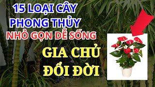 15 LOẠI CÂY PHONG THỦY DỄ TRỒNG ĐỂ TRONG NHÀ GIÚP GIA CHỦ ĐỔI ĐỜI