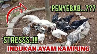 Penyebab Indukan Ayam Stress tidak mau angkrem dan gelisah