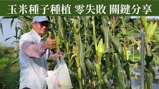 玉米種子種植，100%成功的技巧教學 | 阿星種植