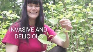 JAPANESE KNOTWEED! The Plant you love to hate IS ACTUALLY DELICIOUS!!!