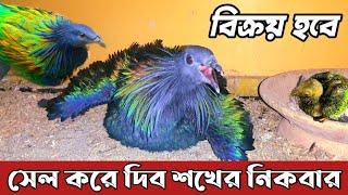 Nicobar Pigeon Price In Bangladesh 2022 | Fancy Pigeon Farm In Bangladesh | Nicobar Kabutar Kabootar