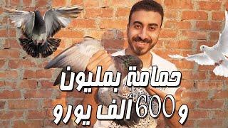 أغلى حمامة في العالم | نيو كيم  بمليون و600 ألف يورو