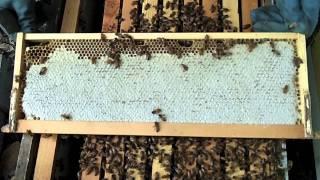 Inspecting A Hive of Bees