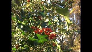 Holly (Ilex aquifolium)