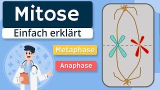 Mitose - Grundlagen und Phasen erklärt