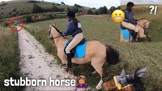 someone had help us‍️ | GO PRO | equinemollie