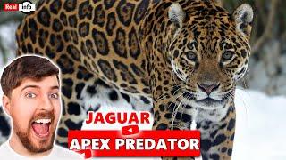 Jaguar Speedster #wildlife #bigcats #animals #liontiger