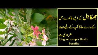 Jhumka bail k fayde || Benefits of Rangoon creeper || treatment with madhumalti bel | جھمکا بیل