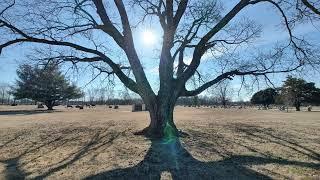  Channeled Messages From Spirit 🪷 (and the Tree!) 