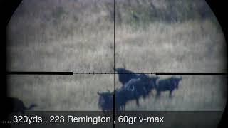 Bluewildebeest 223 remington 320yds